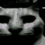 evil cat