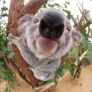 Koalafied™