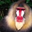 RED APE