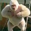 AlbinoGorilla