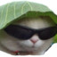 Lettucehatcat