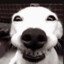 Indominus_Dog