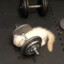 gym cat