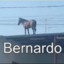 Bernardo