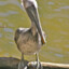 A Perfectly Perched Pelican