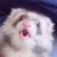 FerretPerson