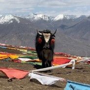 一天不扣没事的，两天不扣没没事事的