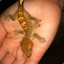 Gecko