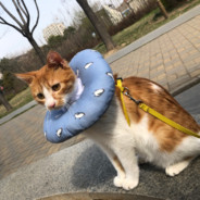 重生的马又仙逝了