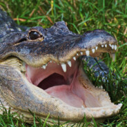 Renekton Da Silva
