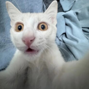 斐济悲漏电之前的幻想