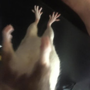 rat jazz feet