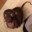 ratdog