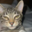 Cates