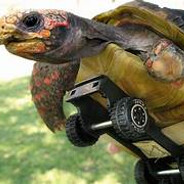 10 second turtle