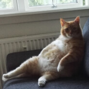 Splitti Odunt Elvhunter