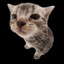 Silly cat