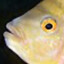 MeeSaw fish die because mouth