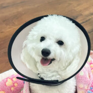 翻斗花园胡图图