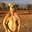Buff kangaroo
