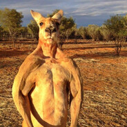 Buff kangaroo