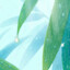 White Dew