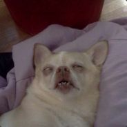 Папа покемона