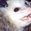 Dr.Opossum