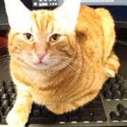 Boris the cat