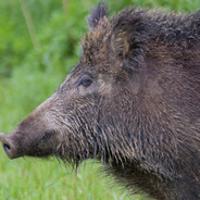 MAZUR - steam id 76561199728667910