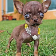 ПОДПИВАСНЫЙ ЧЕРТ