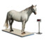 horsescale
