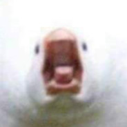 nessie