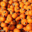 pumpkin patch