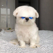 khmelyowww avatar