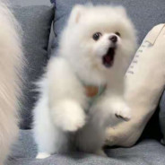 破坏大王鲨鱼辣椒