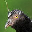 Horned Screamer
