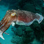 Angry Cephalopod