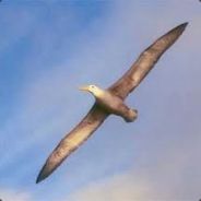 Albatross Man