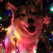 ScHooLdoG  LяGy|||oHoK