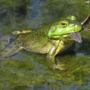 Gin The Bullfrog