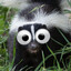 skunk