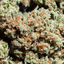 Big Fat Buds