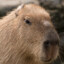 Kapibari