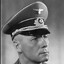 Lis Pustyni