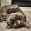 meow