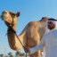 ******* الملك العربي