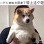 金鱼能做什么呢QAQ