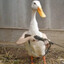 Im_duck_you_myduck
