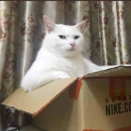 gato caminhonero
